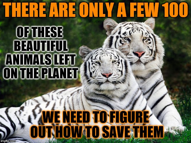 Read about them. Learn about them. Fight for them. | THERE ARE ONLY A FEW 100; OF THESE BEAUTIFUL ANIMALS LEFT ON THE PLANET; WE NEED TO FIGURE OUT HOW TO SAVE THEM | image tagged in white tigers,going extinct,save them,it is not too late,read learn fight | made w/ Imgflip meme maker