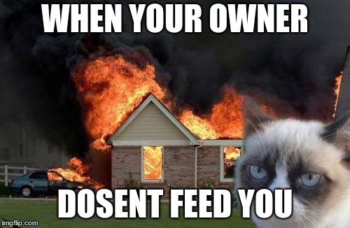 Burn Kitty | WHEN YOUR OWNER; DOSENT FEED YOU | image tagged in memes,burn kitty,grumpy cat | made w/ Imgflip meme maker