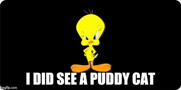 Angry Tweety Bird black background | I DID SEE A PUDDY CAT | image tagged in angry tweety bird black background | made w/ Imgflip meme maker