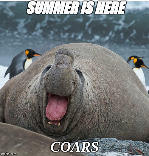 summer time | SUMMER IS HERE; COARS | image tagged in funny | made w/ Imgflip meme maker