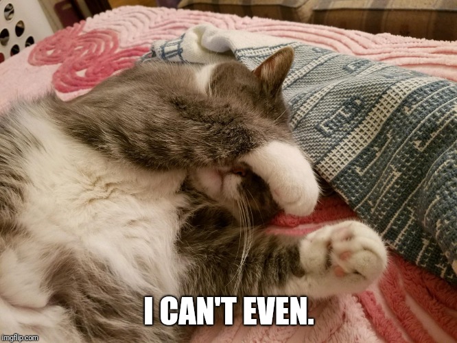 I can't even | I CAN'T EVEN. | image tagged in funny cat memes | made w/ Imgflip meme maker