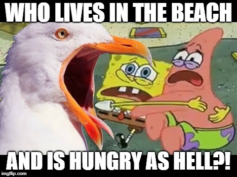 Inhaling Seagull Eats You | WHO LIVES IN THE BEACH; AND IS HUNGRY AS HELL?! | image tagged in inhaling seagull eats you,funny,inhaling seagull | made w/ Imgflip meme maker