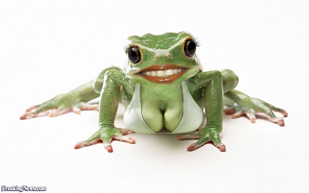 Frogs boobs Blank Meme Template