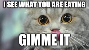 gimme it | I SEE WHAT YOU ARE EATING; GIMME IT | image tagged in cats,cat,gimme | made w/ Imgflip meme maker