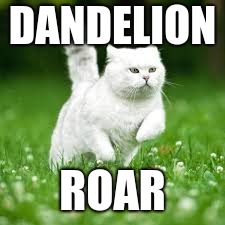 roar | DANDELION; ROAR | image tagged in cat | made w/ Imgflip meme maker