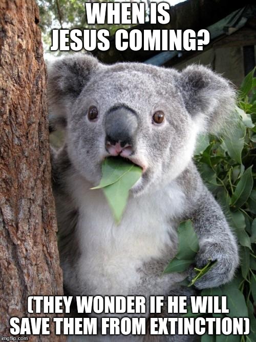Talk of the Jungle | WHEN IS JESUS COMING? (THEY WONDER IF HE WILL SAVE THEM FROM EXTINCTION) | image tagged in memes,surprised koala | made w/ Imgflip meme maker