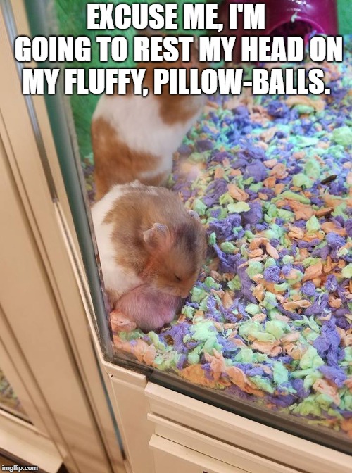 Pillow Balled Hamster. I took this picture at PetSmart, at the direction of my son. Chip off the old block. | EXCUSE ME, I'M GOING TO REST MY HEAD ON MY FLUFFY, PILLOW-BALLS. | image tagged in hamster,big balls,pillow,nap time,resting my eyes,nature | made w/ Imgflip meme maker