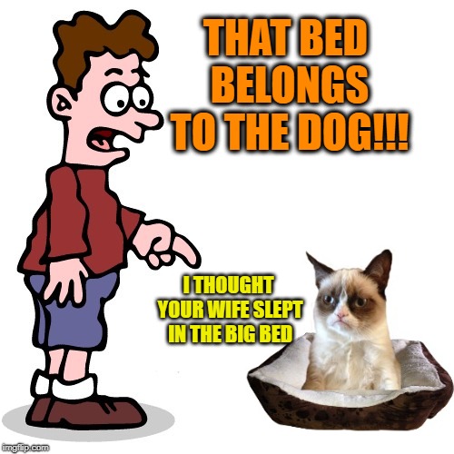 sleeping arrangements  | THAT BED BELONGS TO THE DOG!!! I THOUGHT YOUR WIFE SLEPT IN THE BIG BED | image tagged in funny memes,cat,grumpy cat | made w/ Imgflip meme maker