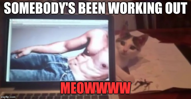 Maybe We Should Buy The Cat A Gym Membership |  SOMEBODY'S BEEN WORKING OUT; MEOWWWW | image tagged in memes,funny,cats,working out,pictures taken at just the right time | made w/ Imgflip meme maker