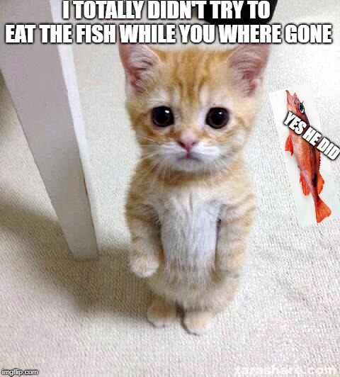 Cute Cat | I TOTALLY DIDN'T TRY TO EAT THE FISH WHILE YOU WHERE GONE; YES HE DID | image tagged in memes,cute cat | made w/ Imgflip meme maker