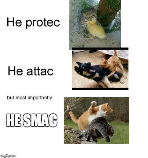 He protec he attac but most importantly | HE SMAC | image tagged in he protec he attac but most importantly | made w/ Imgflip meme maker