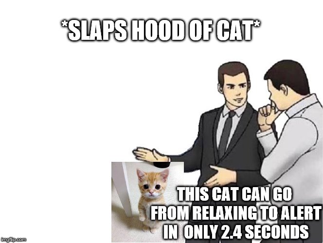 Car Salesman Slaps Hood Meme | *SLAPS HOOD OF CAT* THIS CAT CAN GO FROM RELAXING TO ALERT IN  ONLY 2.4 SECONDS | image tagged in memes,car salesman slaps hood | made w/ Imgflip meme maker