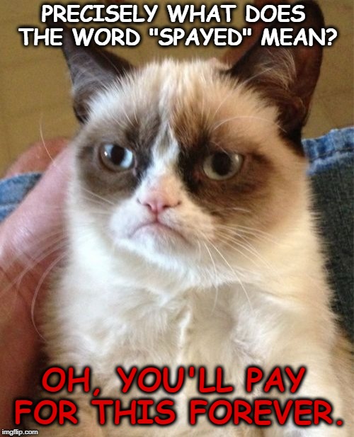 . | PRECISELY WHAT DOES THE WORD "SPAYED" MEAN? OH, YOU'LL PAY FOR THIS FOREVER. | image tagged in memes,grumpy cat,spayed,neutered | made w/ Imgflip meme maker