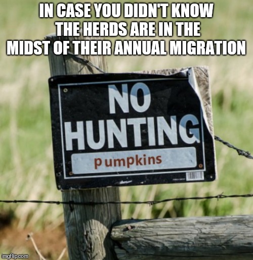 IN CASE YOU DIDN'T KNOW THE HERDS ARE IN THE MIDST OF THEIR ANNUAL MIGRATION | image tagged in signs of the season,pumpkins,funny | made w/ Imgflip meme maker