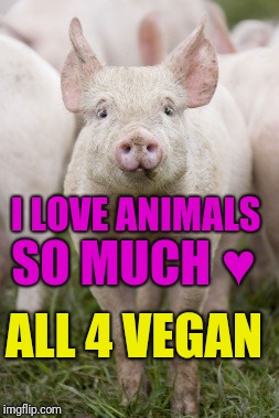 I love animals by All 4 Vegan | SO MUCH ♥; I LOVE ANIMALS; ALL 4 VEGAN | image tagged in animals,vegan,all4vegan,veganism | made w/ Imgflip meme maker