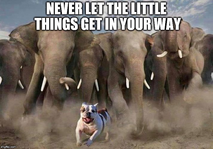 Roll Tide | NEVER LET THE LITTLE THINGS GET IN YOUR WAY | image tagged in alabama football | made w/ Imgflip meme maker
