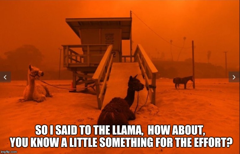 SO I SAID TO THE LLAMA, 
HOW ABOUT, YOU KNOW A LITTLE SOMETHING
FOR THE EFFORT? | image tagged in llama | made w/ Imgflip meme maker