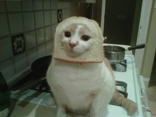 High Quality bread cat Blank Meme Template