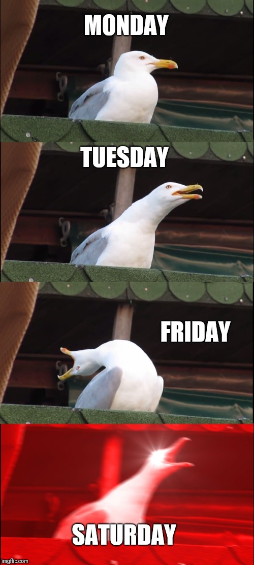 Inhaling Seagull | MONDAY; TUESDAY; FRIDAY; SATURDAY | image tagged in memes,inhaling seagull | made w/ Imgflip meme maker
