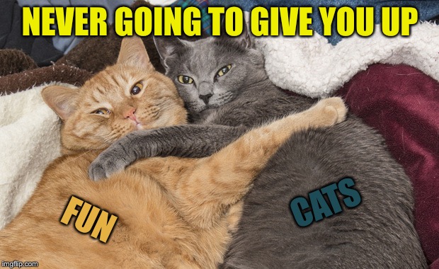 Two cats hugging | NEVER GOING TO GIVE YOU UP; CATS; FUN | image tagged in two cats hugging,memes | made w/ Imgflip meme maker