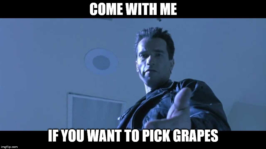 come with me if you want to live | COME WITH ME; IF YOU WANT TO PICK GRAPES | image tagged in come with me if you want to live | made w/ Imgflip meme maker