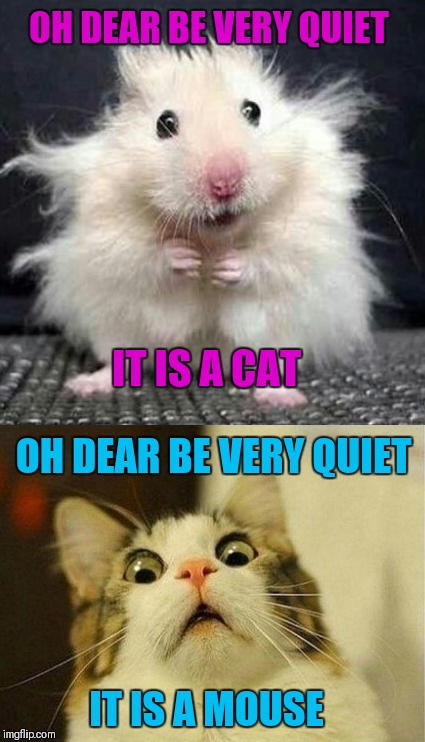 Cat And Mouse | OH DEAR BE VERY QUIET; IT IS A CAT; OH DEAR BE VERY QUIET; IT IS A MOUSE | image tagged in memes,cats,mouse,funny | made w/ Imgflip meme maker