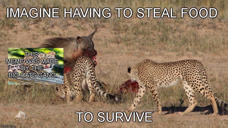 made by the predators gang | IMAGINE HAVING TO STEAL FOOD; THIS MEME WAS MADE BY THE BIG CATS GANG; TO SURVIVE | image tagged in animals | made w/ Imgflip meme maker