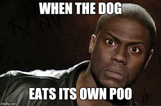 Why do they do it?!? | WHEN THE DOG; EATS ITS OWN POO | image tagged in memes,kevin hart,dog poop | made w/ Imgflip meme maker