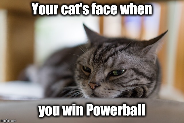 She's SOMEWHAT curious as to why you're jumping up and down screaming | Your cat's face when; you win Powerball | image tagged in cat,humour | made w/ Imgflip meme maker