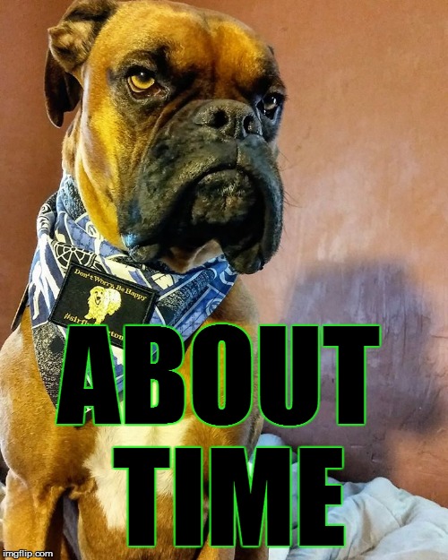 Grumpy Dog | ABOUT TIME | image tagged in grumpy dog | made w/ Imgflip meme maker