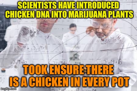 british scientists | SCIENTISTS HAVE INTRODUCED CHICKEN DNA INTO MARIJUANA PLANTS; TOOK ENSURE THERE IS A CHICKEN IN EVERY POT | image tagged in british scientists | made w/ Imgflip meme maker