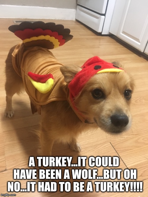 Poor Baxter | A TURKEY...IT COULD HAVE BEEN A WOLF...BUT OH NO...IT HAD TO BE A TURKEY!!!! | image tagged in funny dogs | made w/ Imgflip meme maker