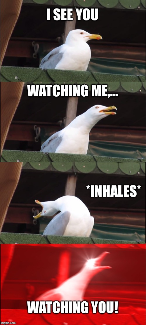 Rogue Traders Inhaling Seagull | I SEE YOU; WATCHING ME,... *INHALES*; WATCHING YOU! | image tagged in memes,inhaling seagull,music,song lyrics,watching,you | made w/ Imgflip meme maker