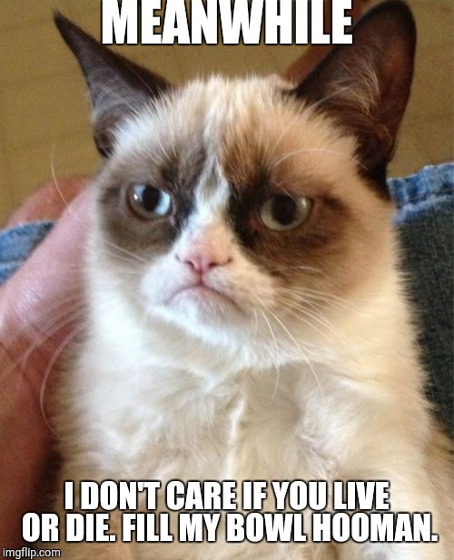 Grumpy Cat Meme | MEANWHILE; I DON'T CARE IF YOU LIVE OR DIE. FILL MY BOWL HOOMAN. | image tagged in memes,grumpy cat | made w/ Imgflip meme maker