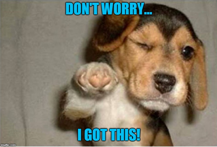 Dog pointing | DON'T WORRY... I GOT THIS! | image tagged in dog pointing | made w/ Imgflip meme maker