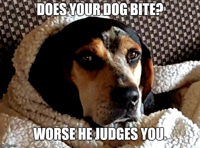 DOES YOUR DOG BITE? WORSE HE JUDGES YOU. | image tagged in dogs,judging | made w/ Imgflip meme maker