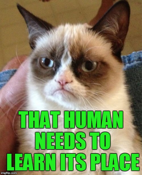 Grumpy Cat Meme | THAT HUMAN NEEDS TO LEARN ITS PLACE | image tagged in memes,grumpy cat | made w/ Imgflip meme maker