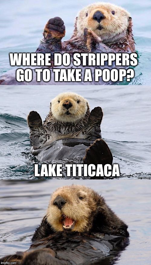 I’m back!!! | WHERE DO STRIPPERS GO TO TAKE A POOP? LAKE TITICACA | image tagged in bad pun otter,stripper,poop,memes,geography | made w/ Imgflip meme maker