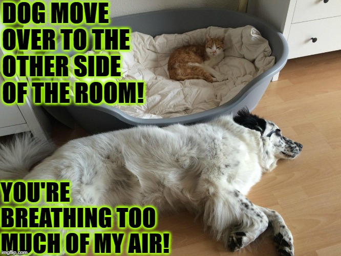 DOG MOVE OVER TO THE OTHER SIDE OF THE ROOM! YOU'RE BREATHING TOO MUCH OF MY AIR! | image tagged in move it | made w/ Imgflip meme maker
