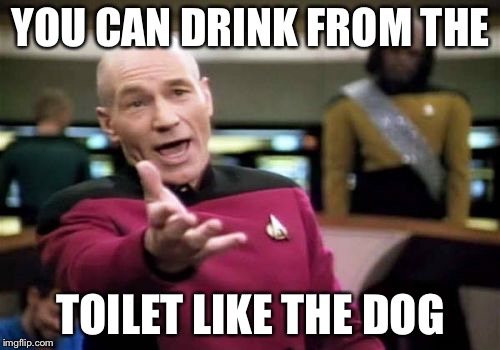Picard Wtf Meme | YOU CAN DRINK FROM THE TOILET LIKE THE DOG | image tagged in memes,picard wtf | made w/ Imgflip meme maker