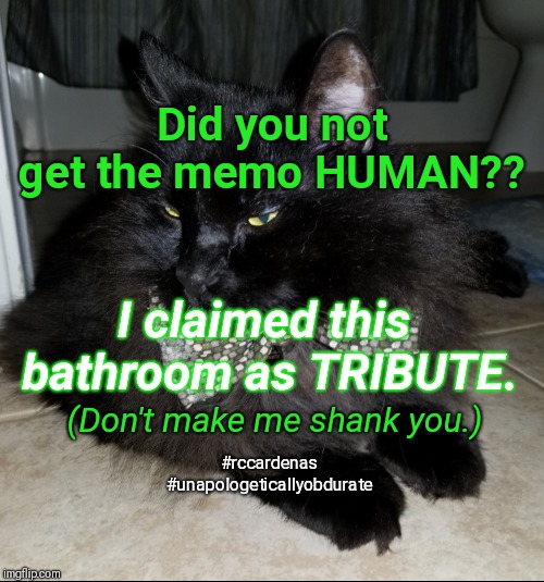 Dictator Cat  | Did you not get the memo HUMAN?? I claimed this bathroom as TRIBUTE. (Don't make me shank you.); #rccardenas #unapologeticallyobdurate | image tagged in cats,dictator,tribute,funny cat memes,cat meme | made w/ Imgflip meme maker