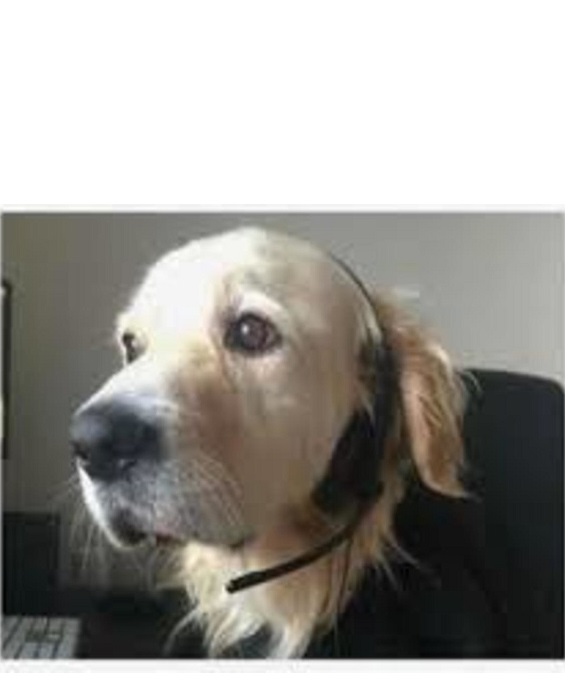 High Quality DOG OPERATOR DOG DISPATCHER Blank Meme Template