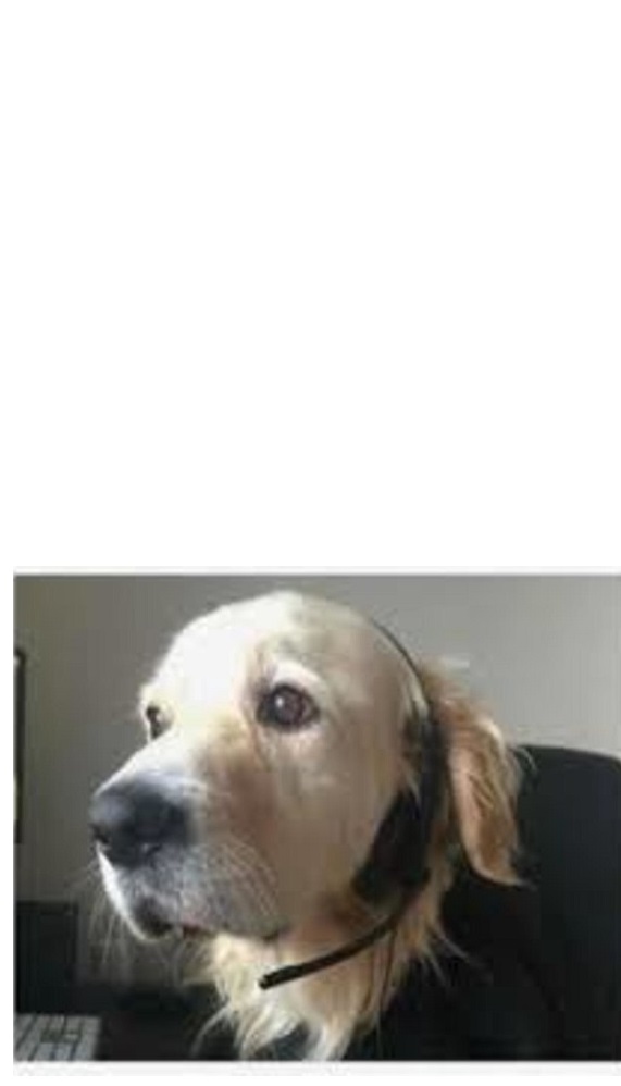 DOG OPERATOR DOG DISPATCHER room for long joke Blank Meme Template