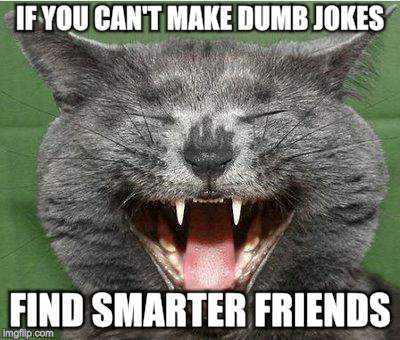Happy Cat Laughs | IF YOU CAN'T MAKE DUMB JOKES; FIND SMARTER FRIENDS | image tagged in memes,cats,laughter,jokes | made w/ Imgflip meme maker
