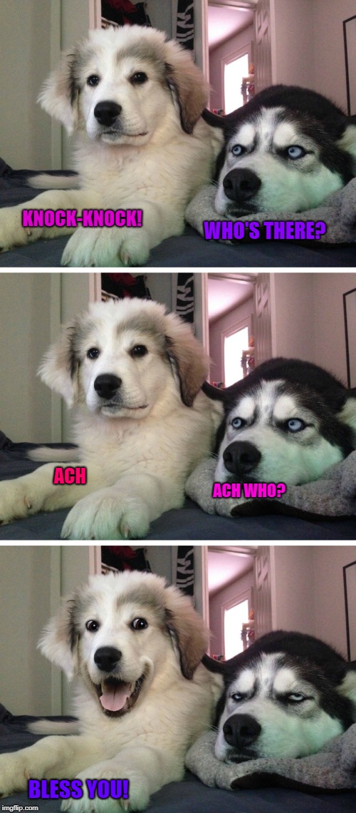 Achoo! Bless you. | KNOCK-KNOCK! WHO'S THERE? ACH; ACH WHO? BLESS YOU! | image tagged in bad pun dogs,sneeze,bless you | made w/ Imgflip meme maker
