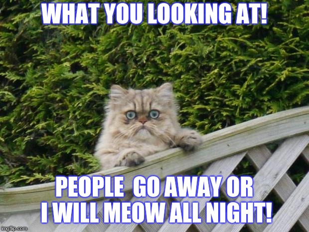 Weird cat | WHAT YOU LOOKING AT! PEOPLE  GO AWAY OR I WILL MEOW ALL NIGHT! | image tagged in weird cat | made w/ Imgflip meme maker