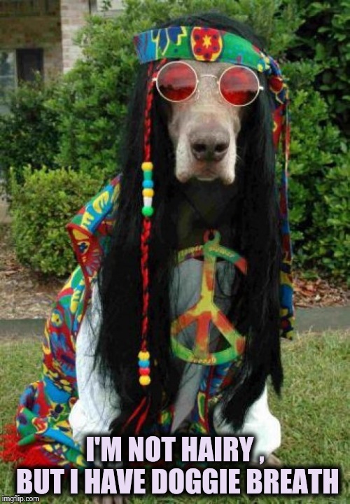 Hippie dog  | I'M NOT HAIRY , BUT I HAVE DOGGIE BREATH | image tagged in hippie dog | made w/ Imgflip meme maker