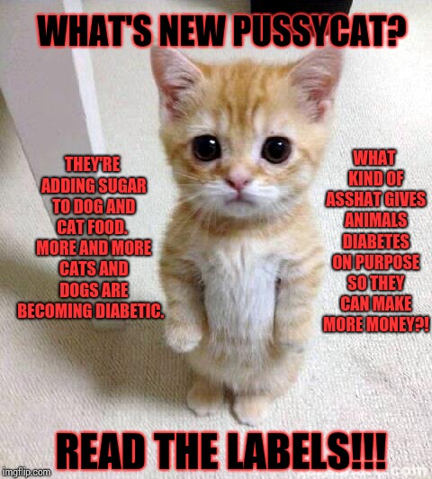 CORPORATE ASSHATS AND GREED EQUALS ZERO MORALS! | WHAT'S NEW PUSSYCAT? THEY'RE ADDING SUGAR TO DOG AND CAT FOOD.  MORE AND MORE CATS AND DOGS ARE BECOMING DIABETIC. WHAT KIND OF ASSHAT GIVES ANIMALS DIABETES ON PURPOSE SO THEY CAN MAKE MORE MONEY?! READ THE LABELS!!! | image tagged in memes,cute cat,meme,cat meme,asshat,corporate greed | made w/ Imgflip meme maker