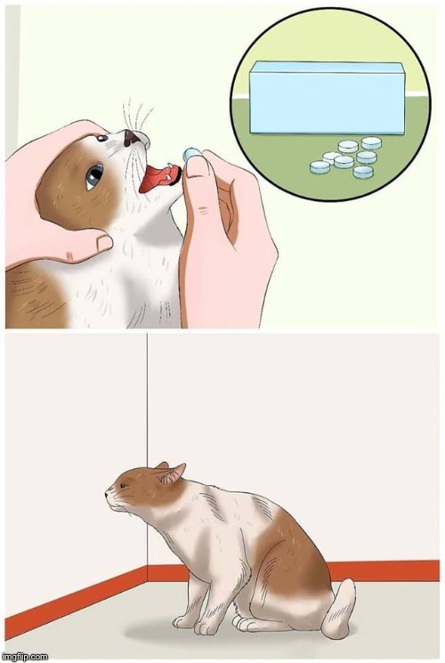 Cat pill template Blank Meme Template