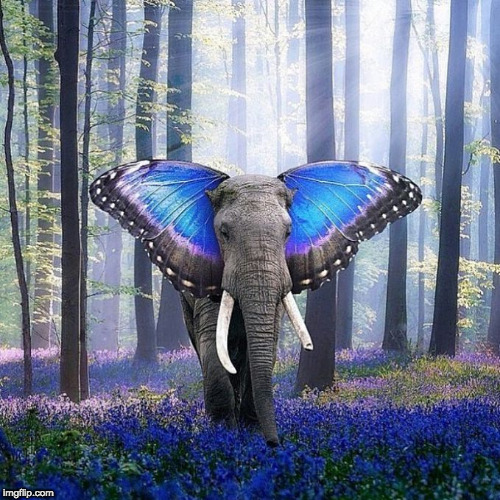 Butterfly ear elephant | image tagged in butterfly ear elephant | made w/ Imgflip meme maker
